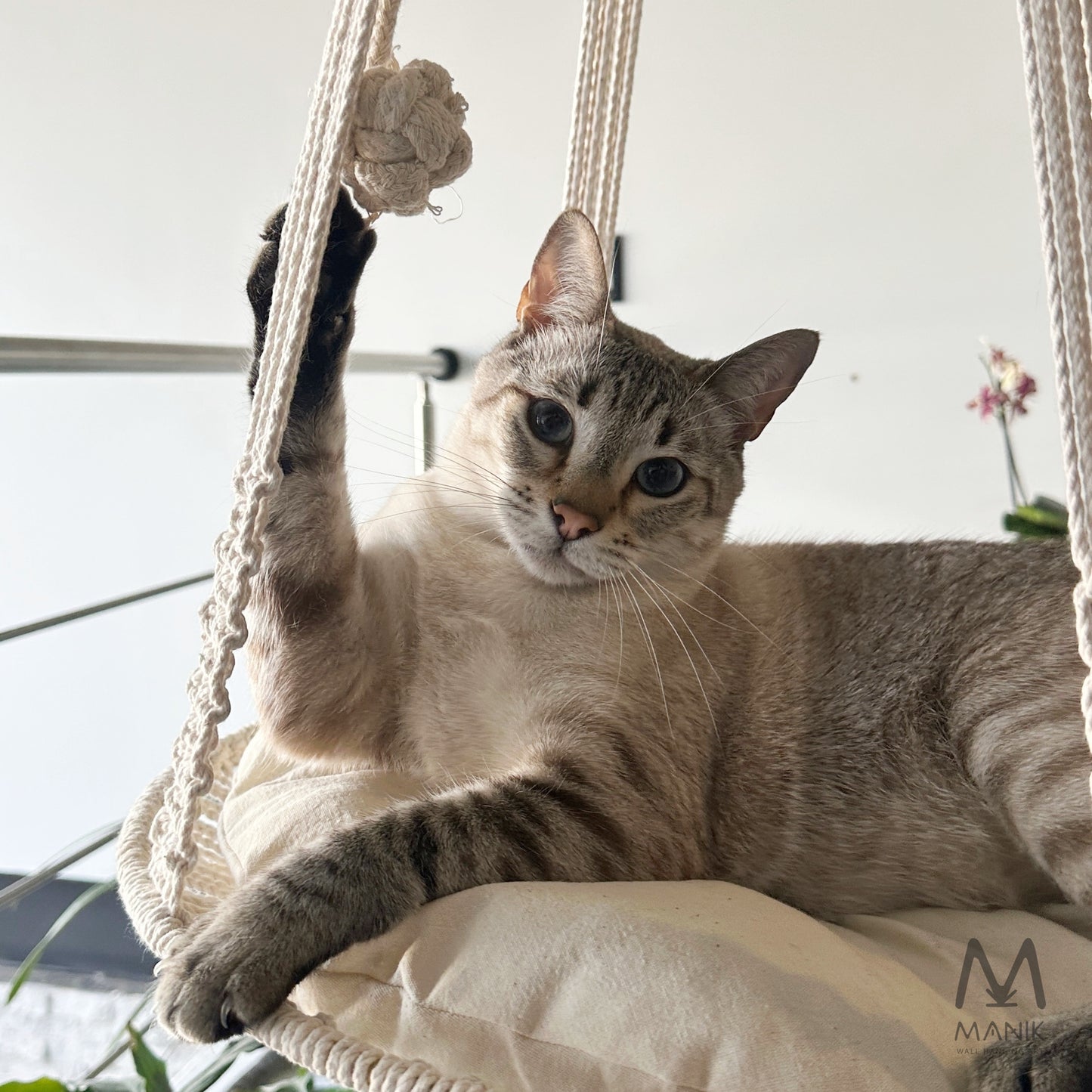 COLUMPIO GATO